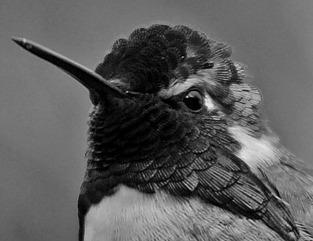 hummingbird.gif