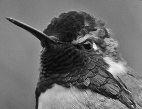hummingbird_restored_tvhub_lambda_1e-1.gif