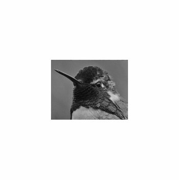 hummingbird_u0.gif