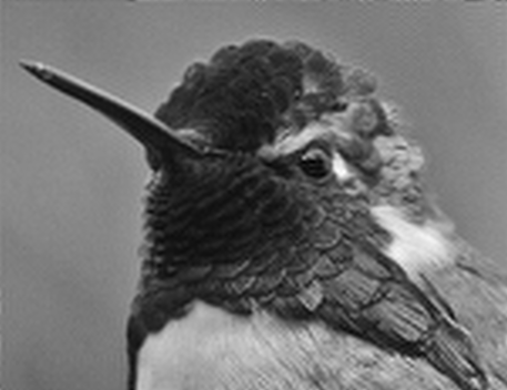 hummingbird_zoomed_bicubic.gif